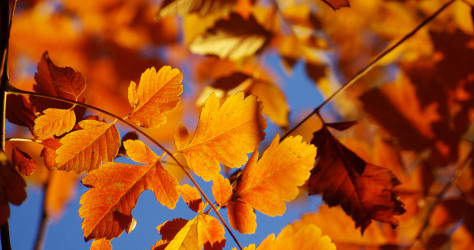 4 Ways to Amp Up Your Blog This Autumn