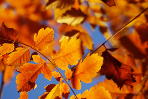 4 Ways to Amp Up Your Blog This Autumn