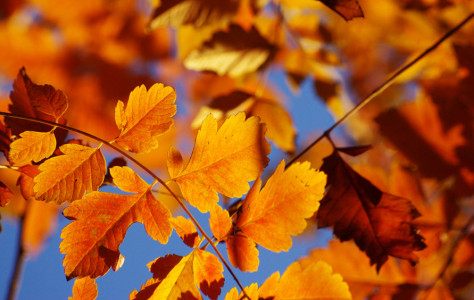 4 Ways to Amp Up Your Blog This Autumn